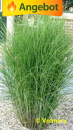 Miscanthus sinensis Gracillimus Garten Chinaschilf ziergras