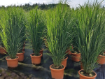 Riesen Rutenhirse Northwind ziergras nordwind