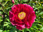 Paeonia lactiflora Felix Crousse - Edel-Pfingstrose Felix Crousse