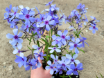Kanadische Wald-Flammenblume - Phlox divaricata Chattahoochee