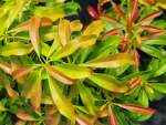 Pieris japonica Red Mill - Schattenglöckchen Red Mill