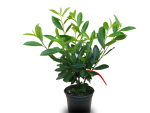 Kirschlorbeer Caucasica Topf 40-60