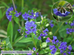 Pulmonaria, blau  - (Lungenkraut),