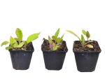 Pulmonaria, blau - Lungenkraut