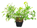 Rosa "Sea Foam" - (Bodendeckerrose "Sea Foam"),               Topf 1 - 1,5 Liter