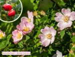 wildrose hundsrose rosa canina