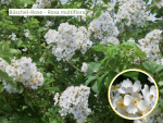 Rosa multiflora - Bueschel-Rose