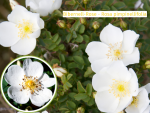 wildrose hundsrose rosa canina
