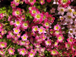 Saxifraga x arendsii Red Cap - Moos-Steinbrech Red Cap