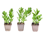 Sedum Telephium-Hybride Herbstfreude - Hohe Fetthenne Topf
