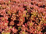 Sedum album 'Coral Carpet' - Rotmoos Mauerpfeffer