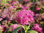 Spiraea bumalda 'Anthony Waterer' - (Rote Sommerspiere),