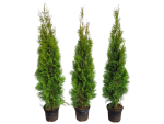 Thuja occidentalis 