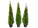 Thuja occidentalis 