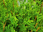 Thuja plicata Aurescens Goldspitzenlebensbaum