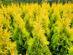 Thuja plicata Aurescens Goldspitzenlebensbaum