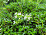 Thymus serpyllum 'Albus' - (Weißer Sand-Thymian),