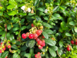 Preiselbeere Miss Cherry® Meliro