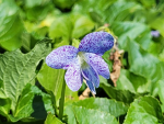 Viola sororia 'Freckles' - Pfingst-Veilchen