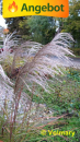 winterhartes ziergras Miscanthus sinensis Kleine Fontäne