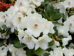 Rhododendron yakushimanum Flava