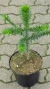 Araucaria araucana - (Andentanne),