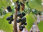 Ribes nigrum "Ben Sarek" - (Schwarze Johannisbeere "Ben Sarek"),