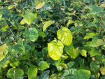 Fagus sylvatica - (Rotbuche),               Topf 3 Liter                 125-150 cm