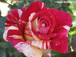 Rosa "Broceliande"® - (Edelrose "Broceliande"®),