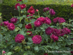 Rosa "Darcey Bussell"™ *Ausdecorum* - (Engl. Strauchrose "Darcey Bussell"™),           Rosen Wurzelware A-Qualität