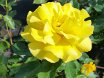 Rosa "Friesia"® - (Beetrose "Friesia"®),           Rosen Wurzelware A-Qualität