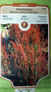 Imperata cylindrica var.koenig."Red Baron" - (Japanisches Blutgras),              Topf 1,5 Liter