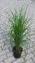 Calamagrostis x acutiflora "Karl Foerster" - (Garten-Reitgras "Foerster"),              Topf 3 Liter
