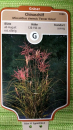 Miscanthus sinensis "Ferner Osten" - (Garten-Chinaschilf Ferner Osten),               Topf 1,5 Liter