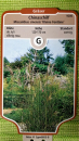 Miscanthus sinensis "Kleine Fontäne" - (Chinaschilf Kleine Fontäne),              Topf 1,5 Liter