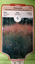 Miscanthus sinensis "Kleine Silberspinne" - (Chinaschilf Kleine Silberspinne),              Topf 1,5 Liter