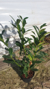 Prunus laurocerasus "Novita" - (Kirschlorbeer "Novita"),               Topf 3 Liter                 40-60 cm
