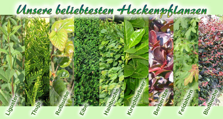 Blühende Hecke - 5 heckenpflanzen : Amazon.de: Garten
